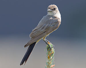 Flycatcher LVS00015